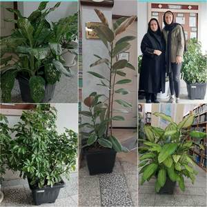 اهدای گل های زینتی توسط خانم رادمهر جهت شاداب سازی فضای کتابخانه